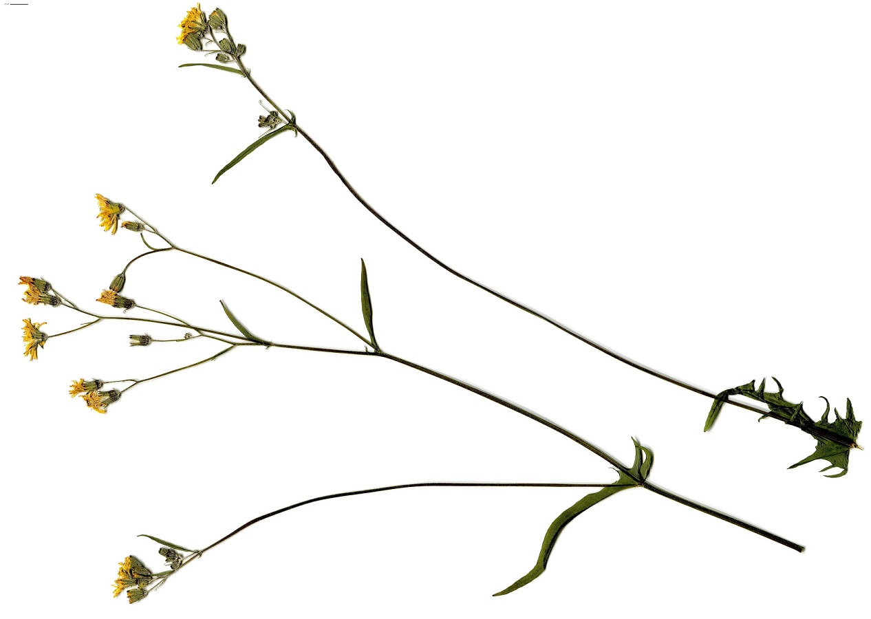 Crepis capillaris var. agrestis (Asteraceae)